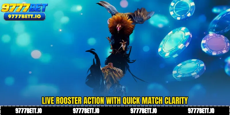 Live rooster action with quick match clarity